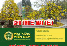 Dịch vụ cho thuê mai Tết – Giải pháp tối ưu cho không gian xuân hiện đại